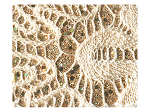 101 Champagne Knitted Glitter
